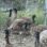 2022 Yearling Emus Females