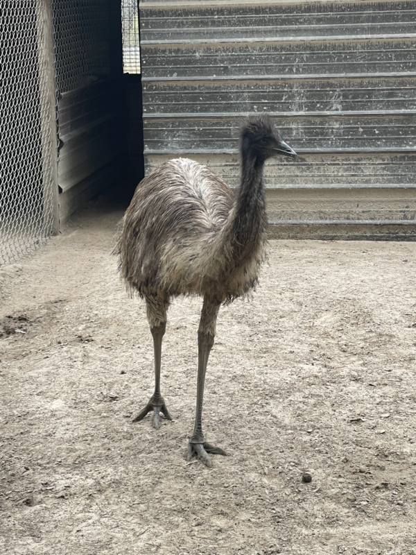 2023 Female Emu