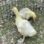 Male Sebastopol geese with DNA papers – $75 each