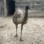 2023 Emus Female